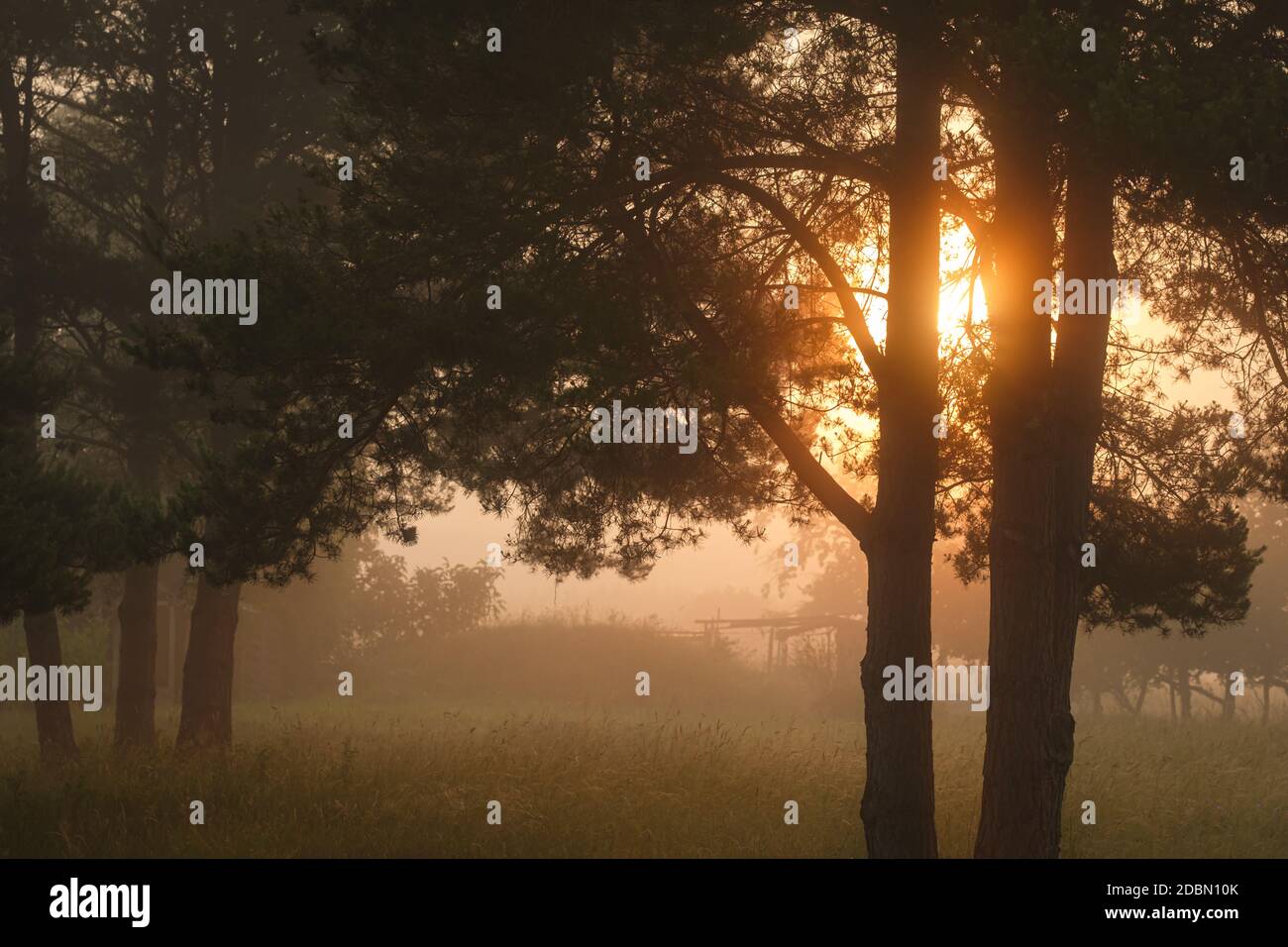 Fruit tree meadow in morning mist hi-res stock photography and images ...