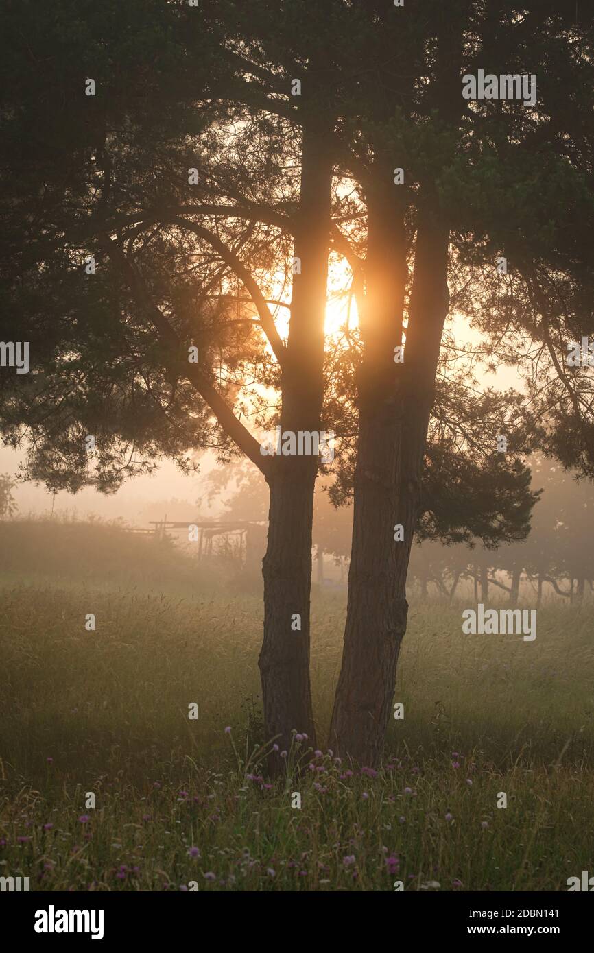 Tree in mist and back lit of morning sun vertical format Stock Photo ...