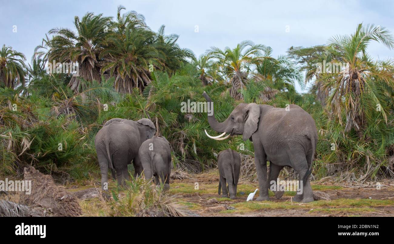 African savannah scene green hi-res stock photography and images - Alamy