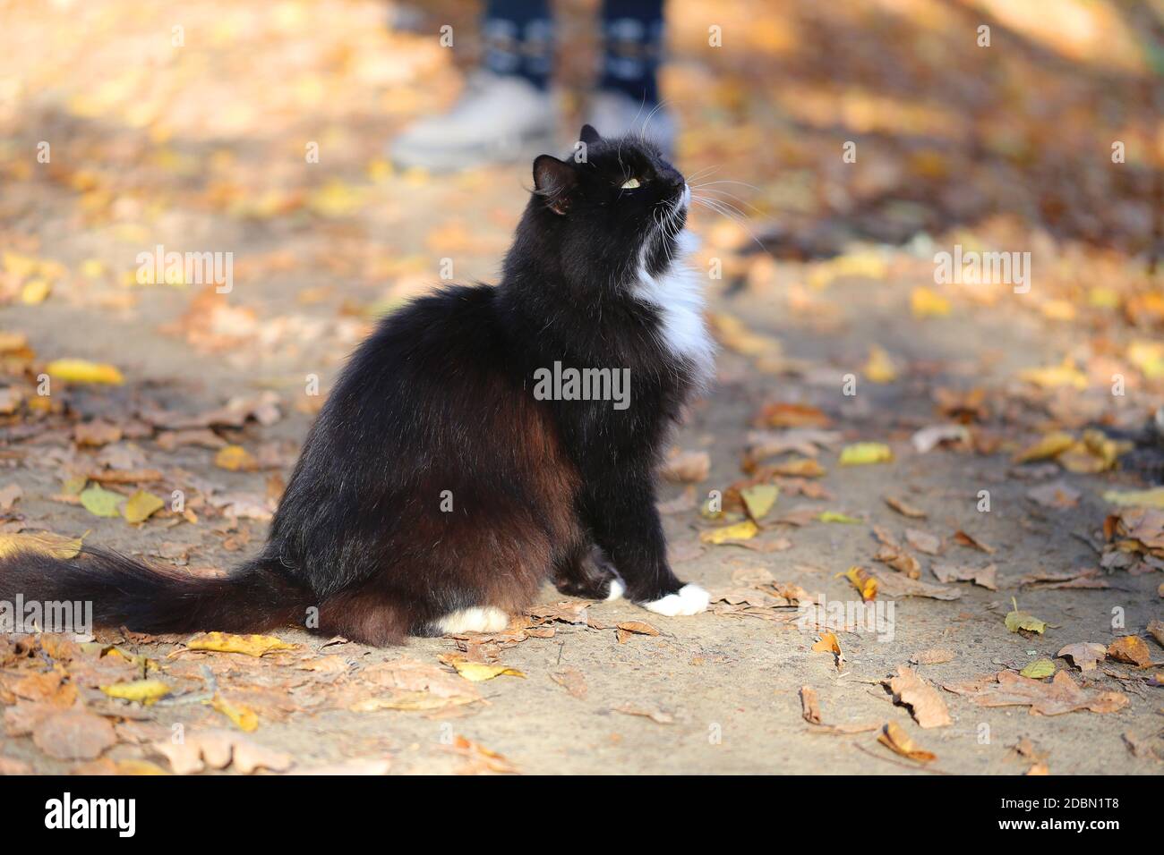 Photo of a beautiful cat in the autumn Sunny forest Stock Photo - Alamy