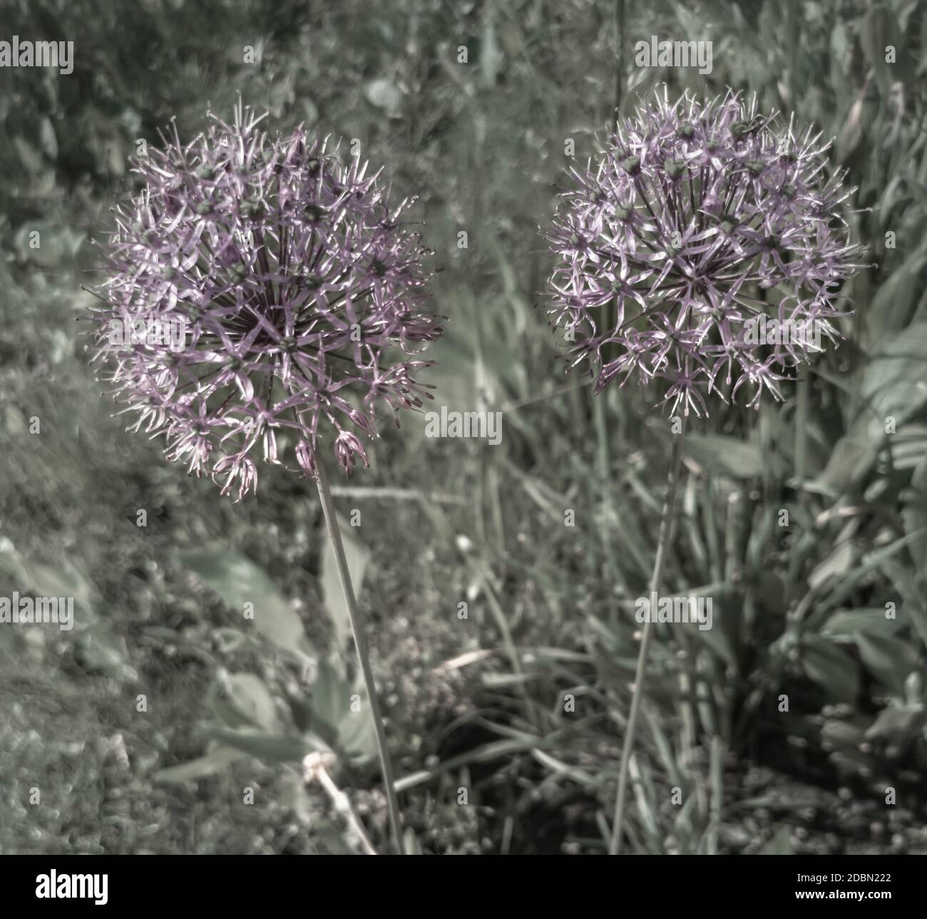 Spherical inflorescences of perennial herbaceous ornamental plants of ...