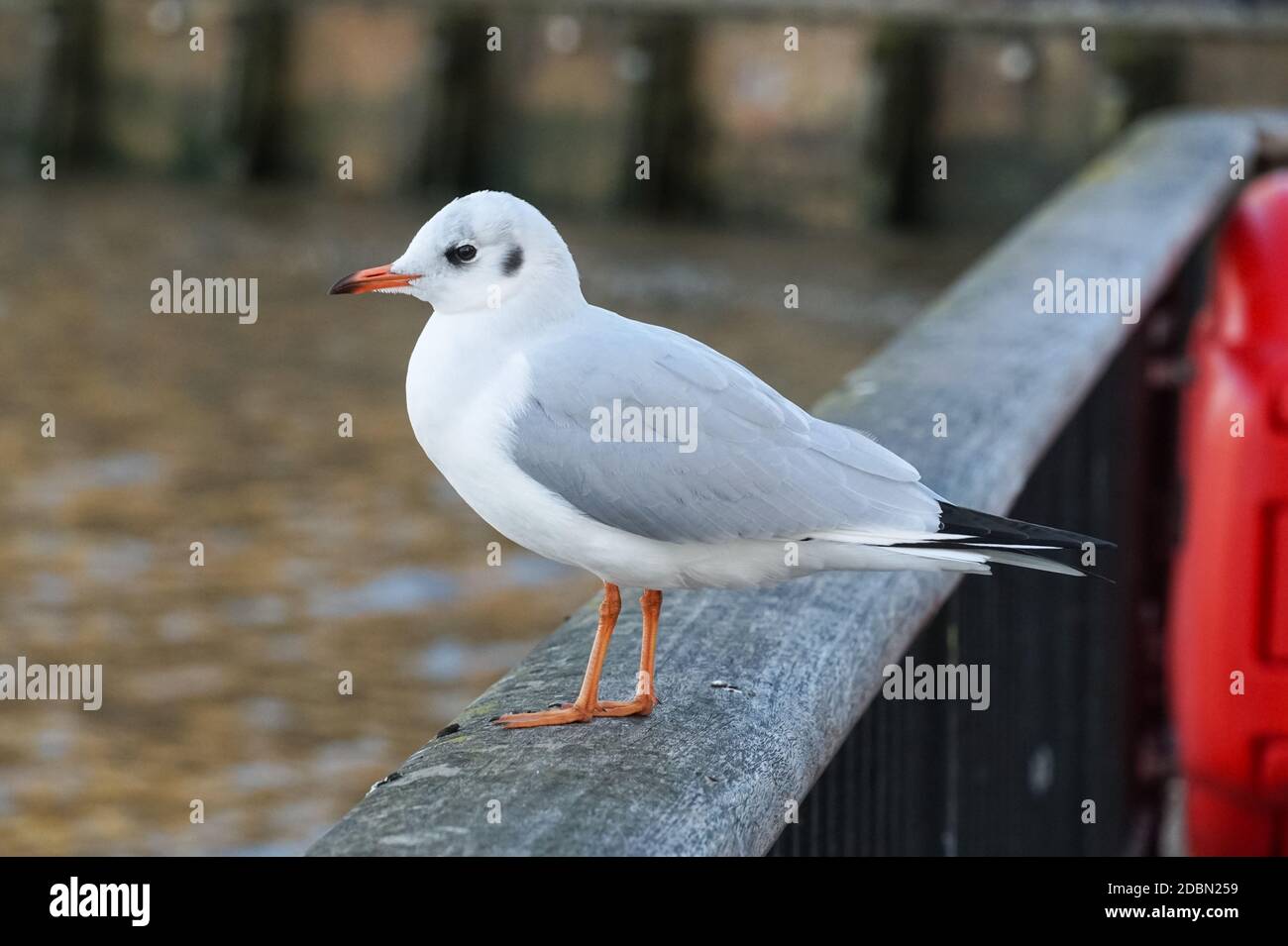 Common gull perching on a river fence Stock Photo