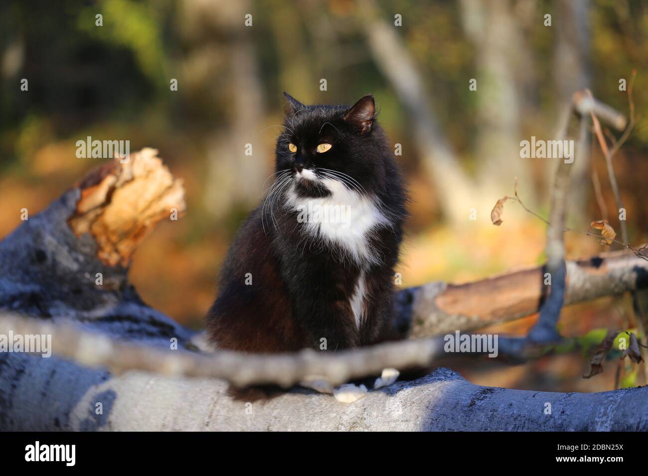 Kittens in the autumn hi-res stock photography and images - Alamy