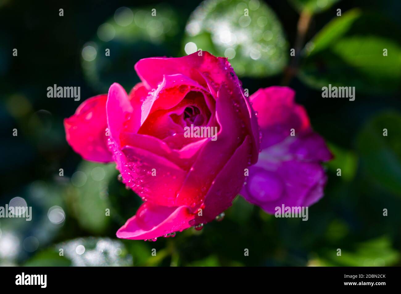 The photo shows a rose bush in the sun Stock Photo