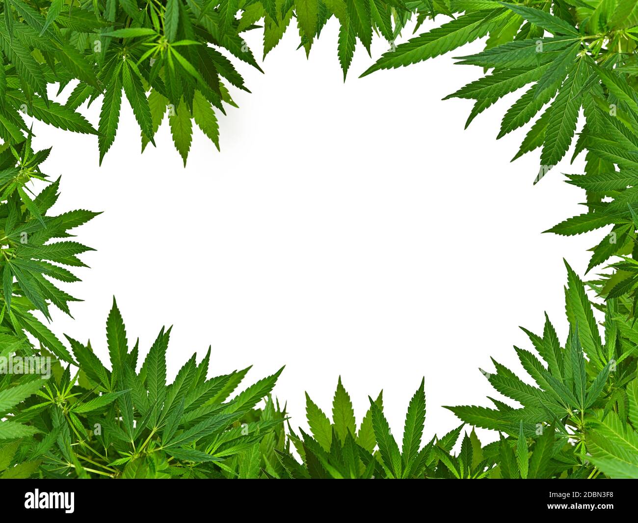 Close up border frame of fresh green cannabis or hemp leaves isolated ...