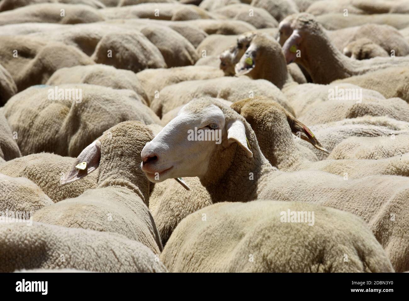 Flock of sheep Stock Photo Alamy