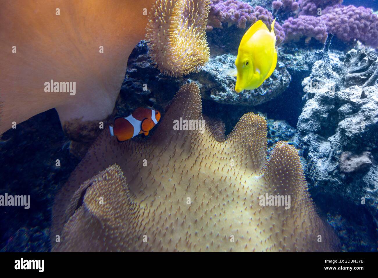 colorful coral reef scenery with lots of different corals, sea anemones and fishes Stock Photo