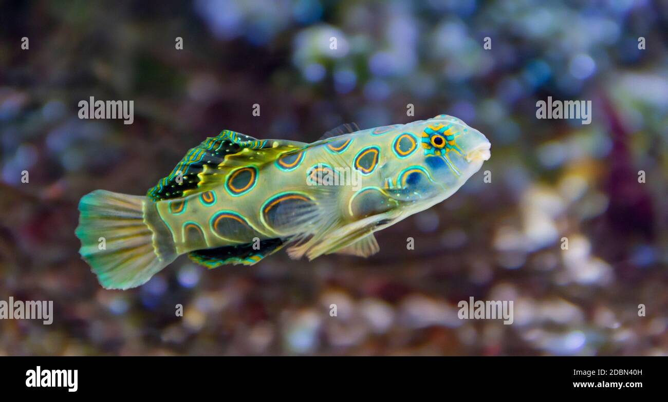 underwater scenery showing a Picturesque Dragonet fish in natural ambiance Stock Photo