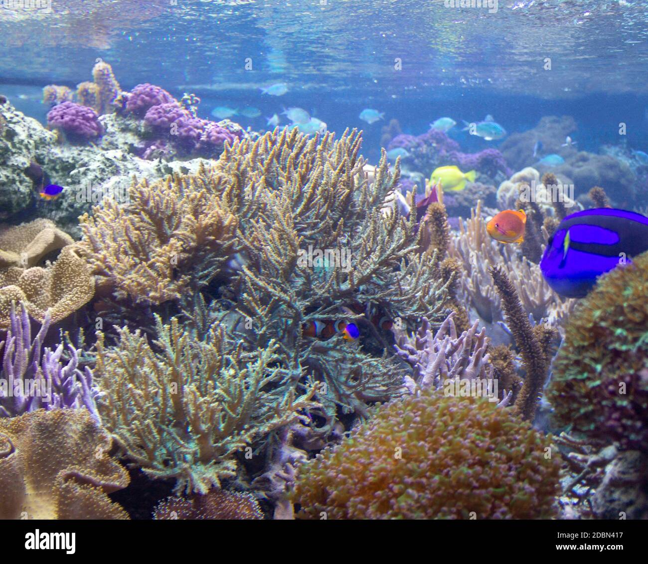 colorful coral reef scenery with lots of different corals, sea anemones and fishes Stock Photo