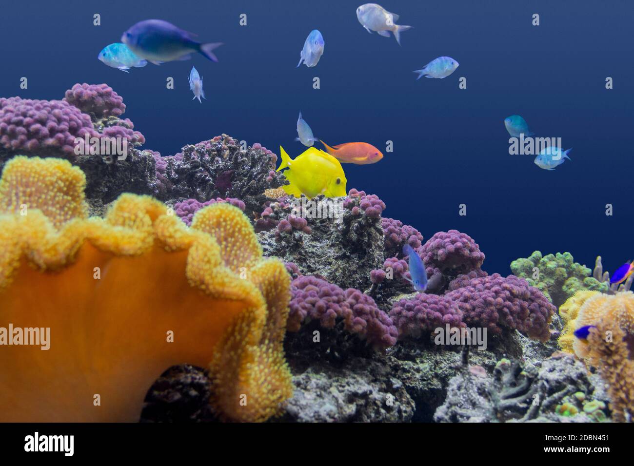 colorful coral reef scenery with lots of different corals, sea anemones and fishes Stock Photo