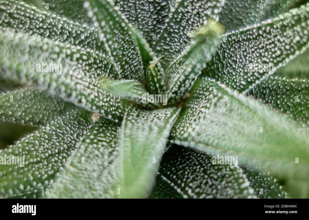 full frame closeup shot of a Haworthia plant seen from above Stock Photo