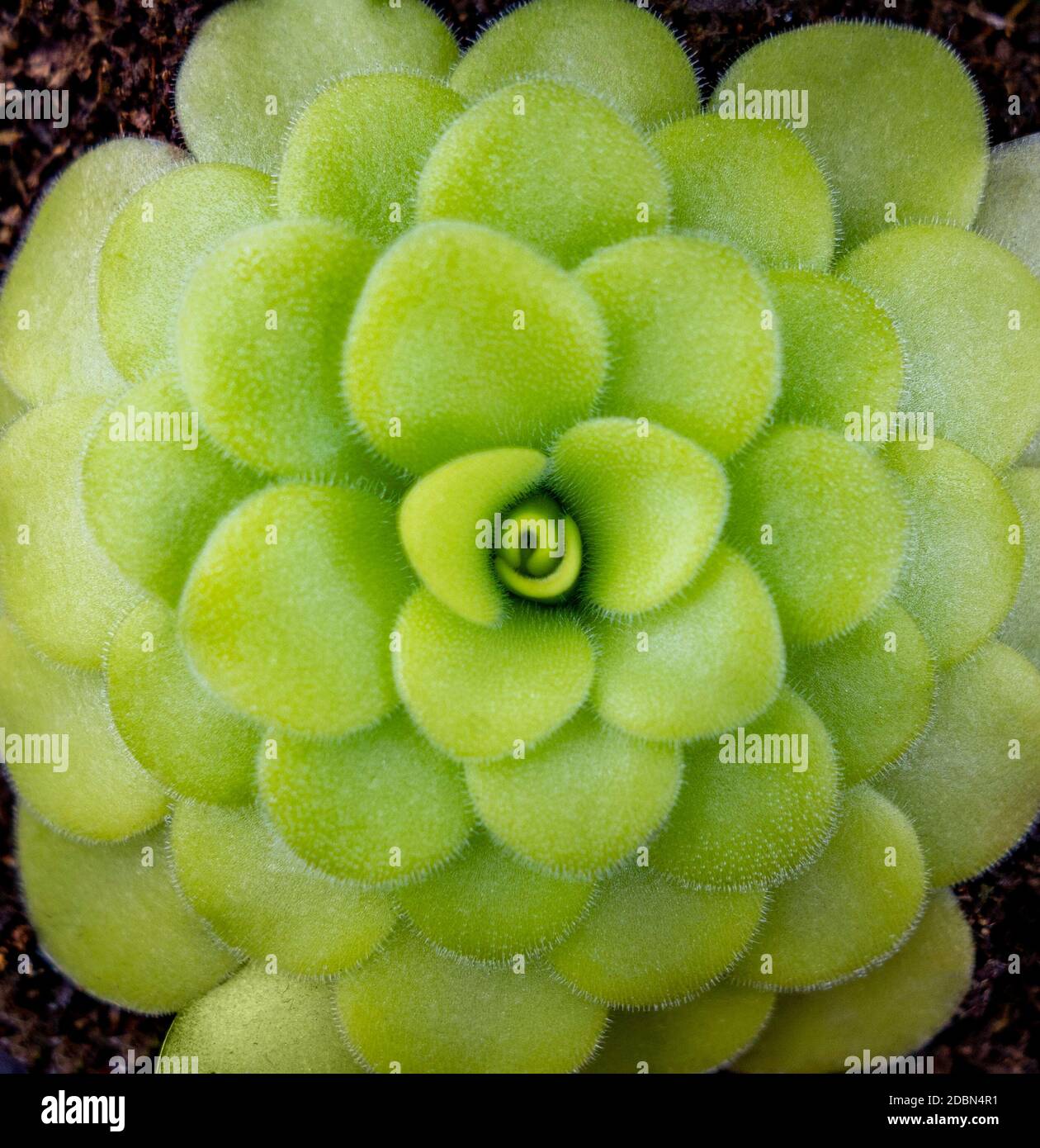 closeup shot of a common butterwort plant seen from above Stock Photo