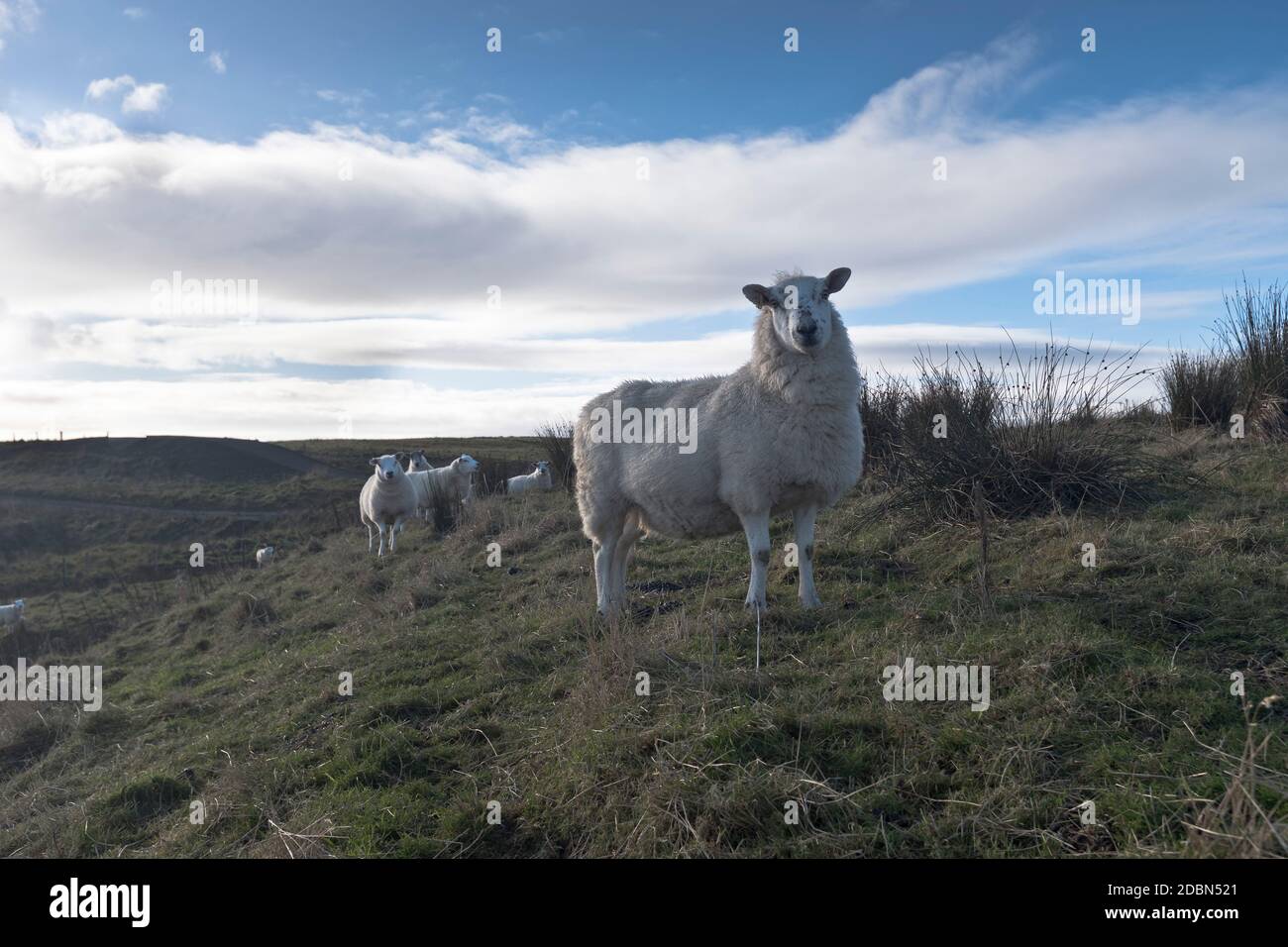 dh  SHEEP UK Scottish isles flock looking at camera Orkney hill britain livestock scotland Stock Photo