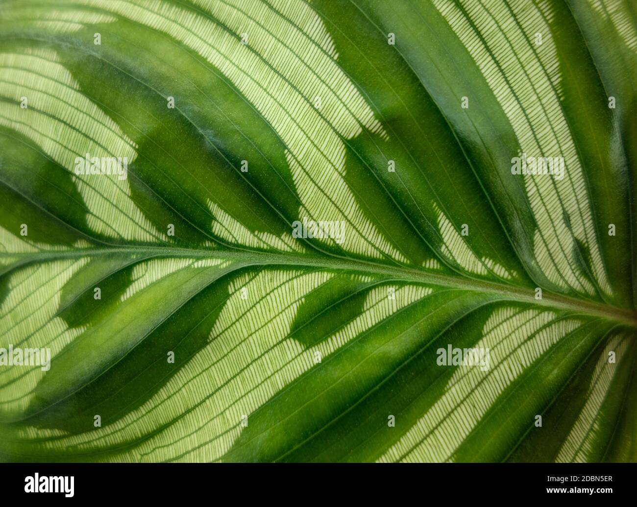 closeup shot showing a green striped Calathea makoyana leaf Stock Photo