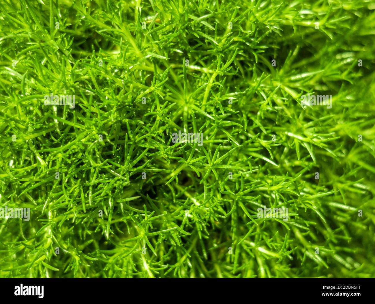 Close up shot dense vegetation hi-res stock photography and images - Alamy