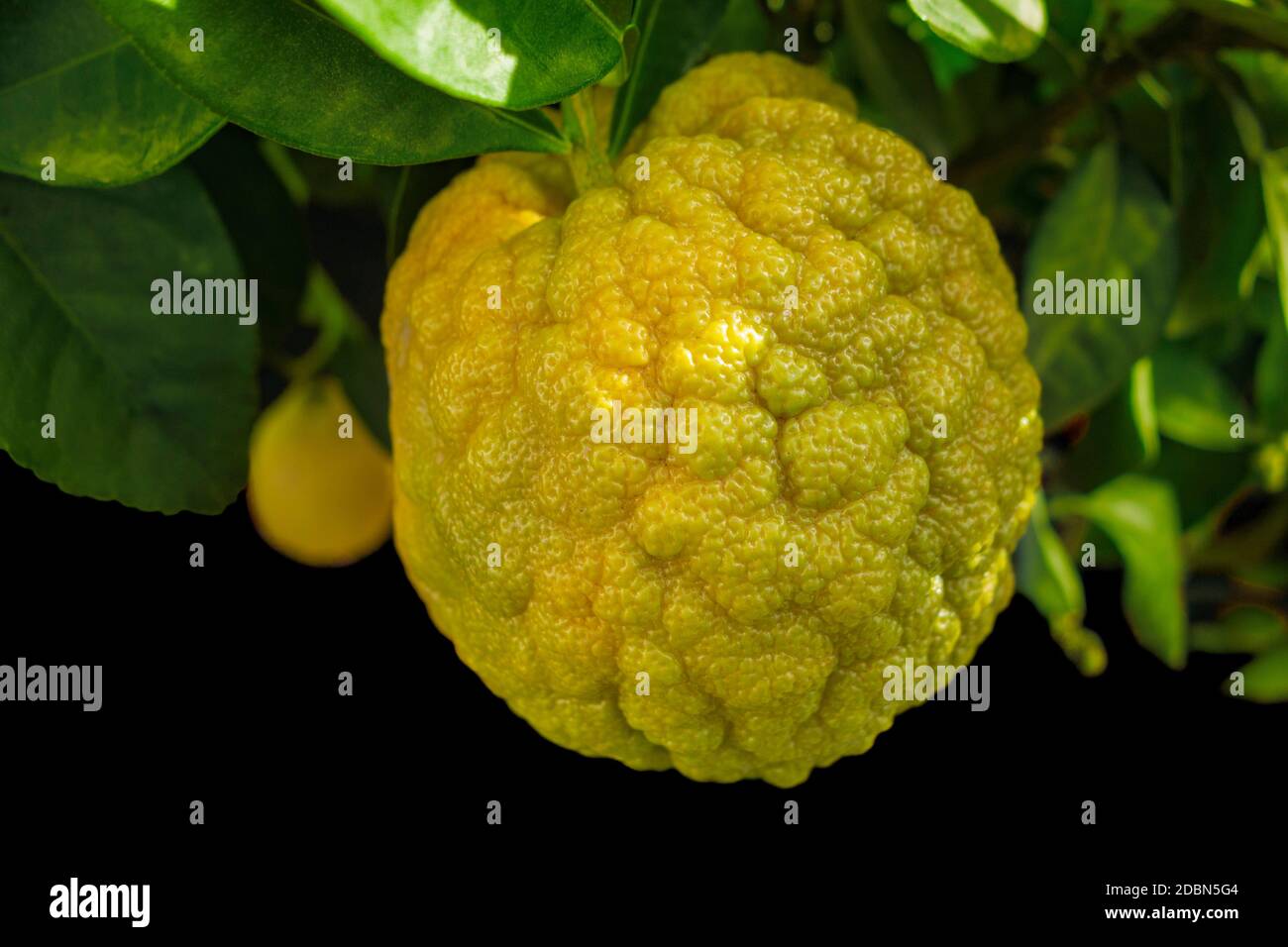 rough lemon high resolution stock photography and images alamy