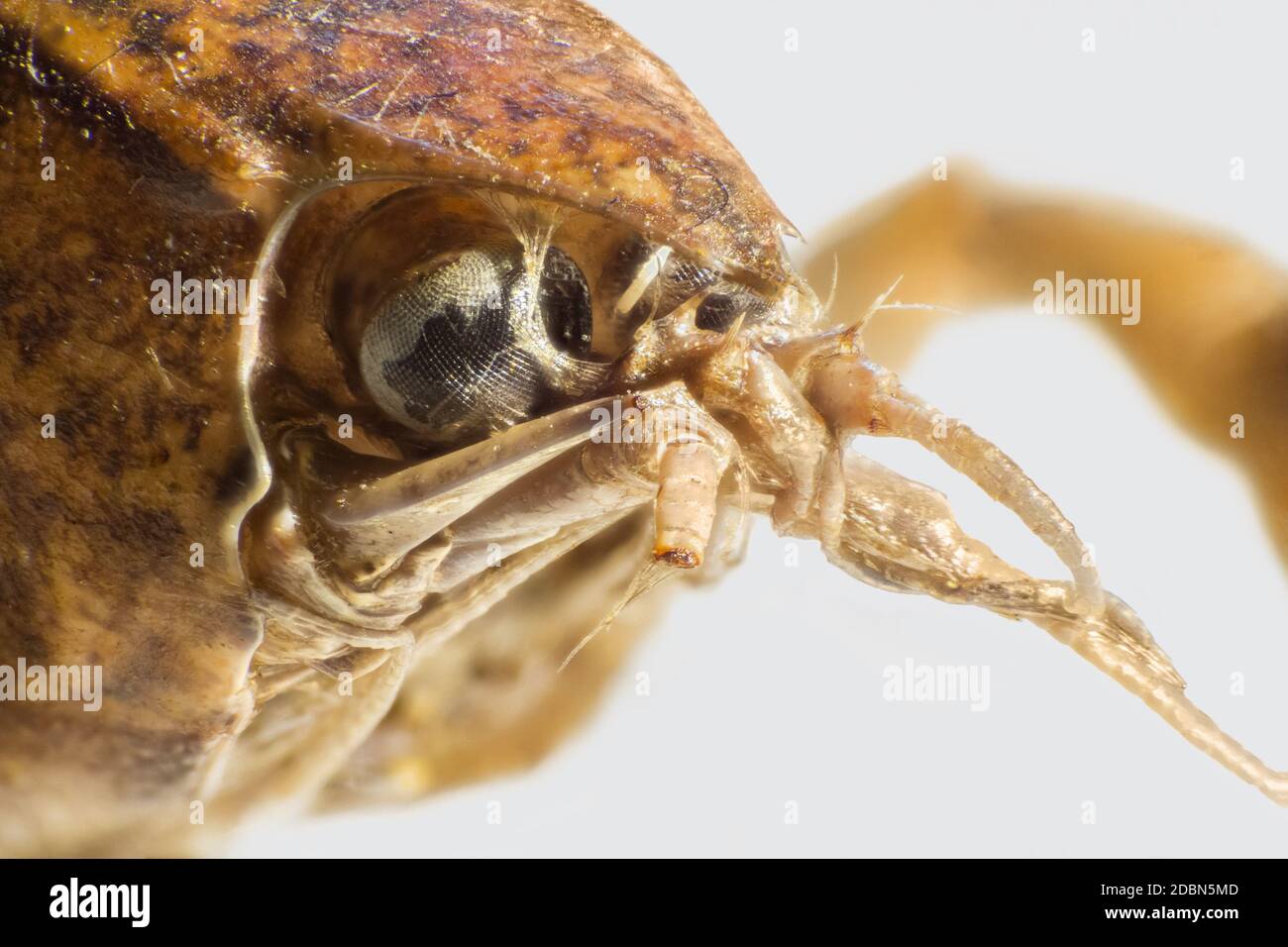 macro shot showing the head of a small crayfish Stock Photo
