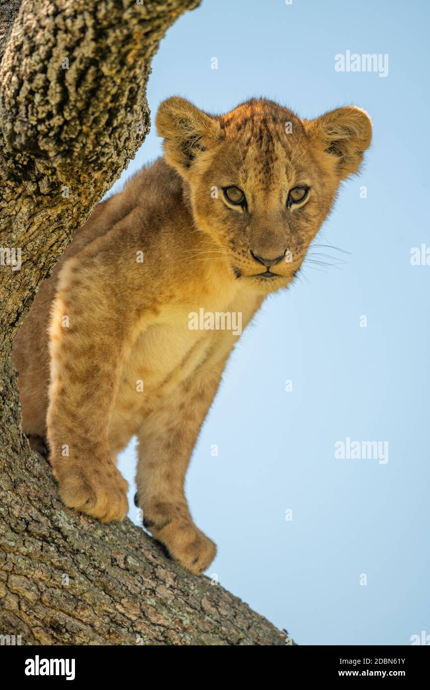 Lion cub sitting in tree looking down Stock Photo