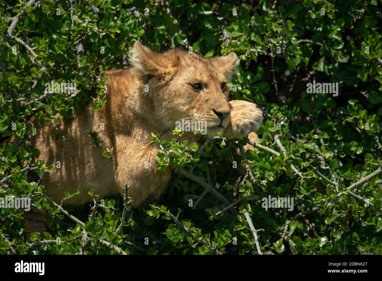 Lion cub lies in bush in sun Stock Photo