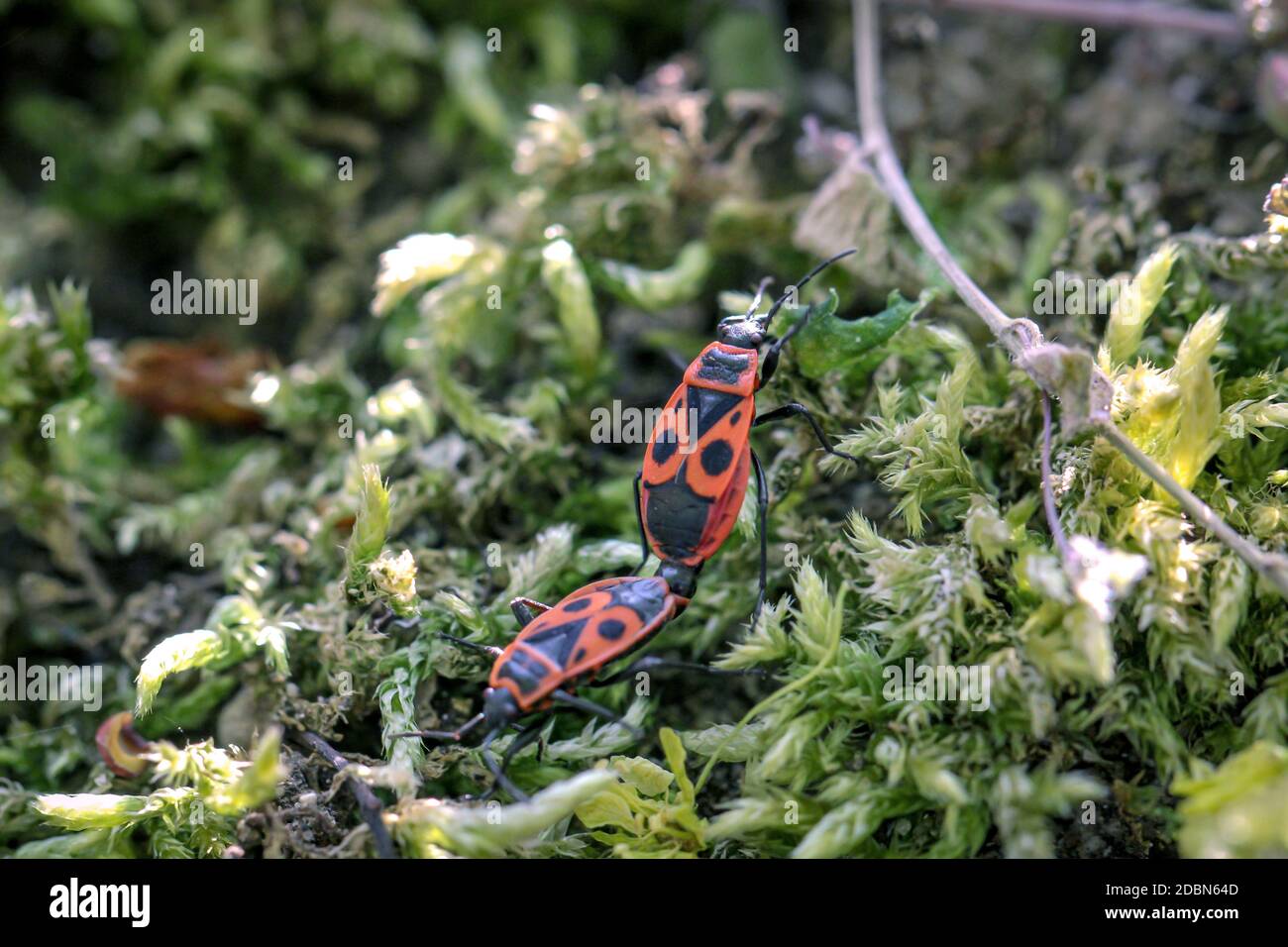 Two firebugs mating on a plant. Stock Photo
