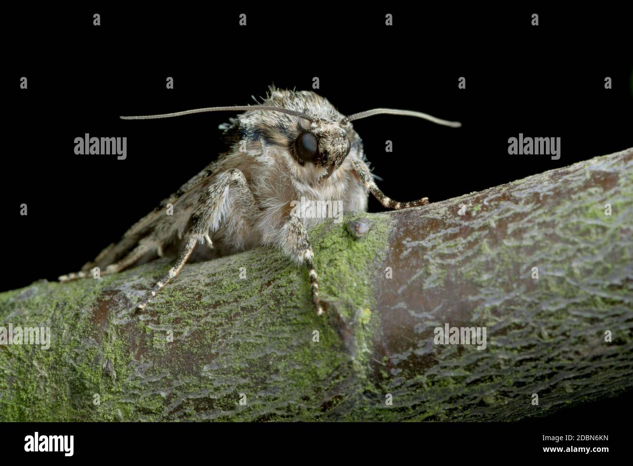 a moths eyes, antennae and face are all clearly visible against the black background as this moth sits on a tree branch covered in lichen. Stock Photo