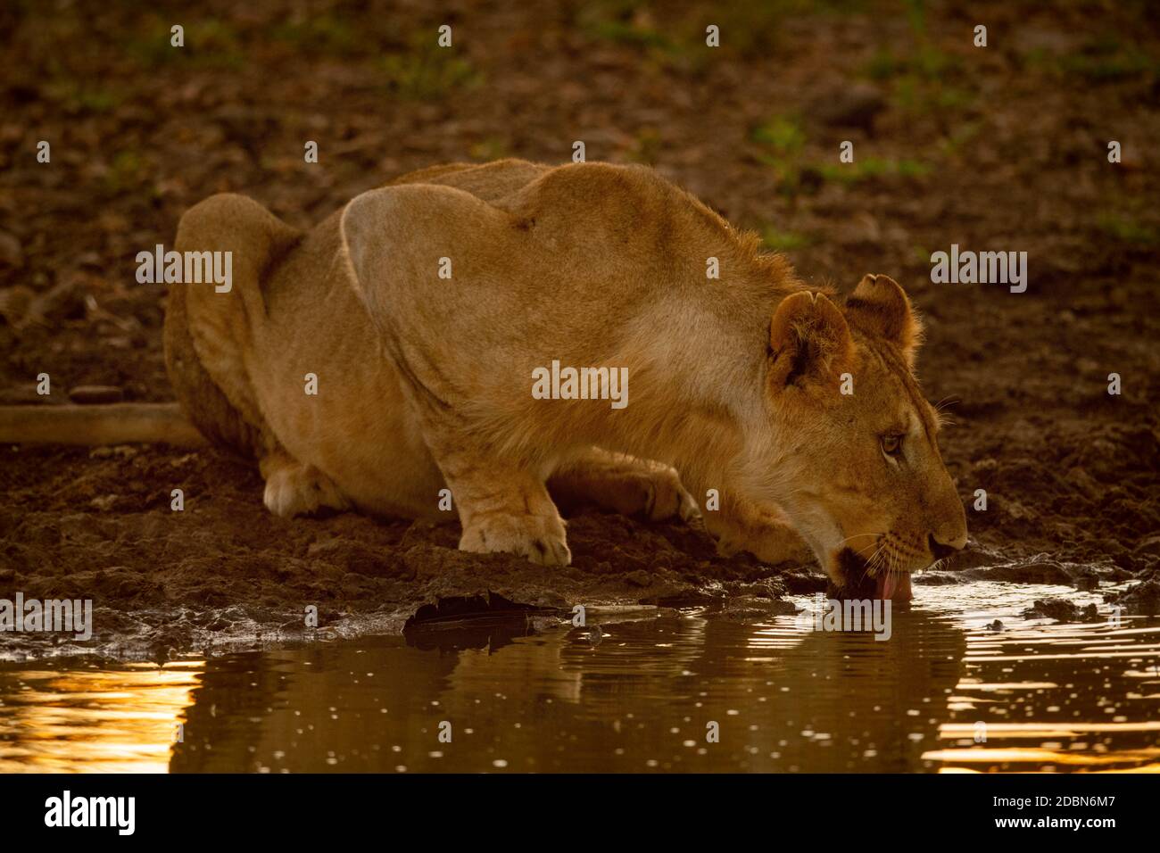 Lioness lying drinking from muddy water hole Stock Photo