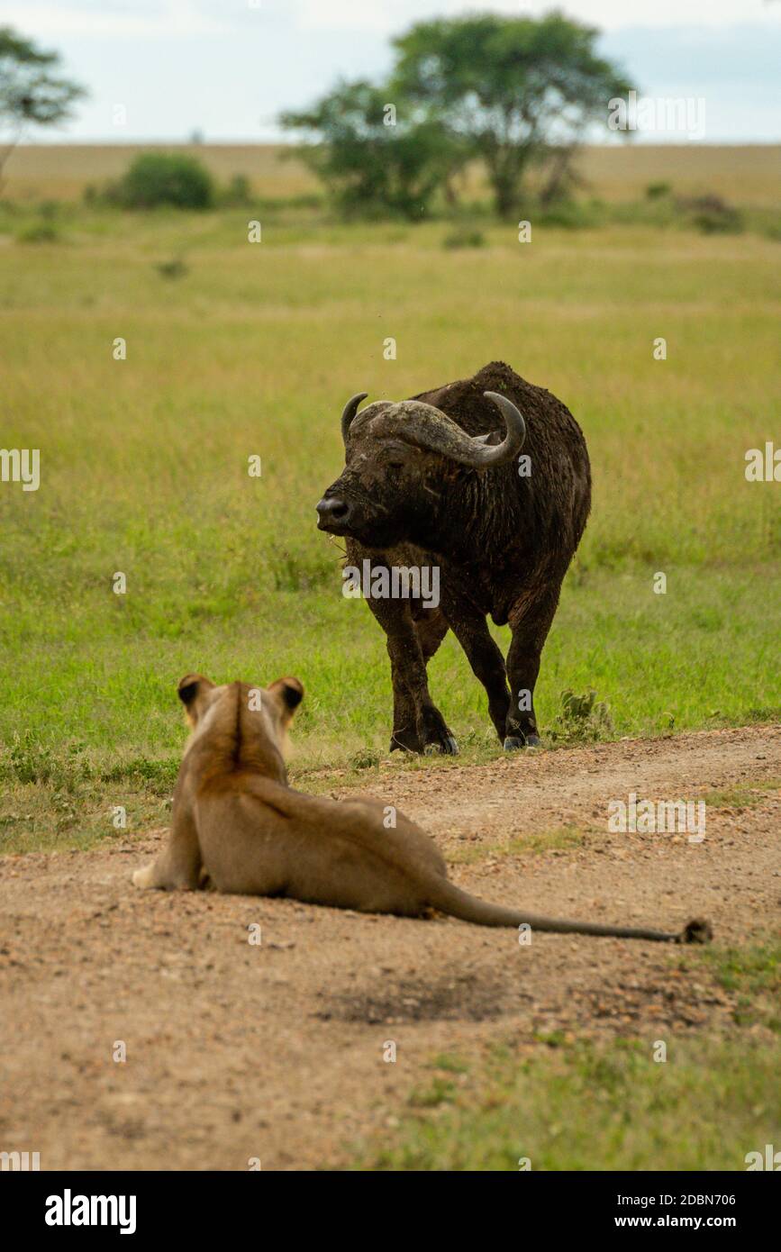 Lioness lies on track eyeing Cape buffalo Stock Photo