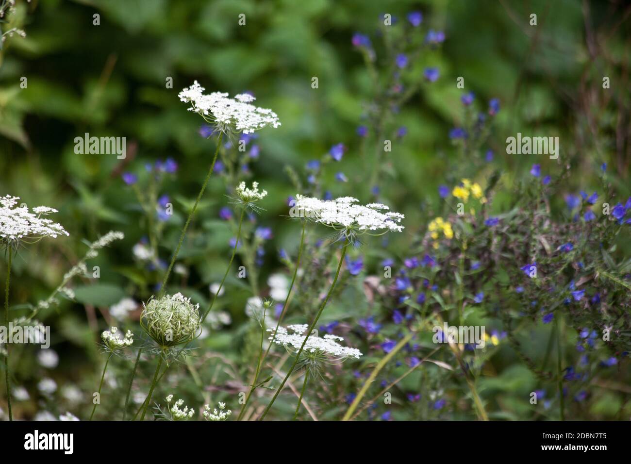 Plant wildflower flower hi-res stock photography and images - Alamy