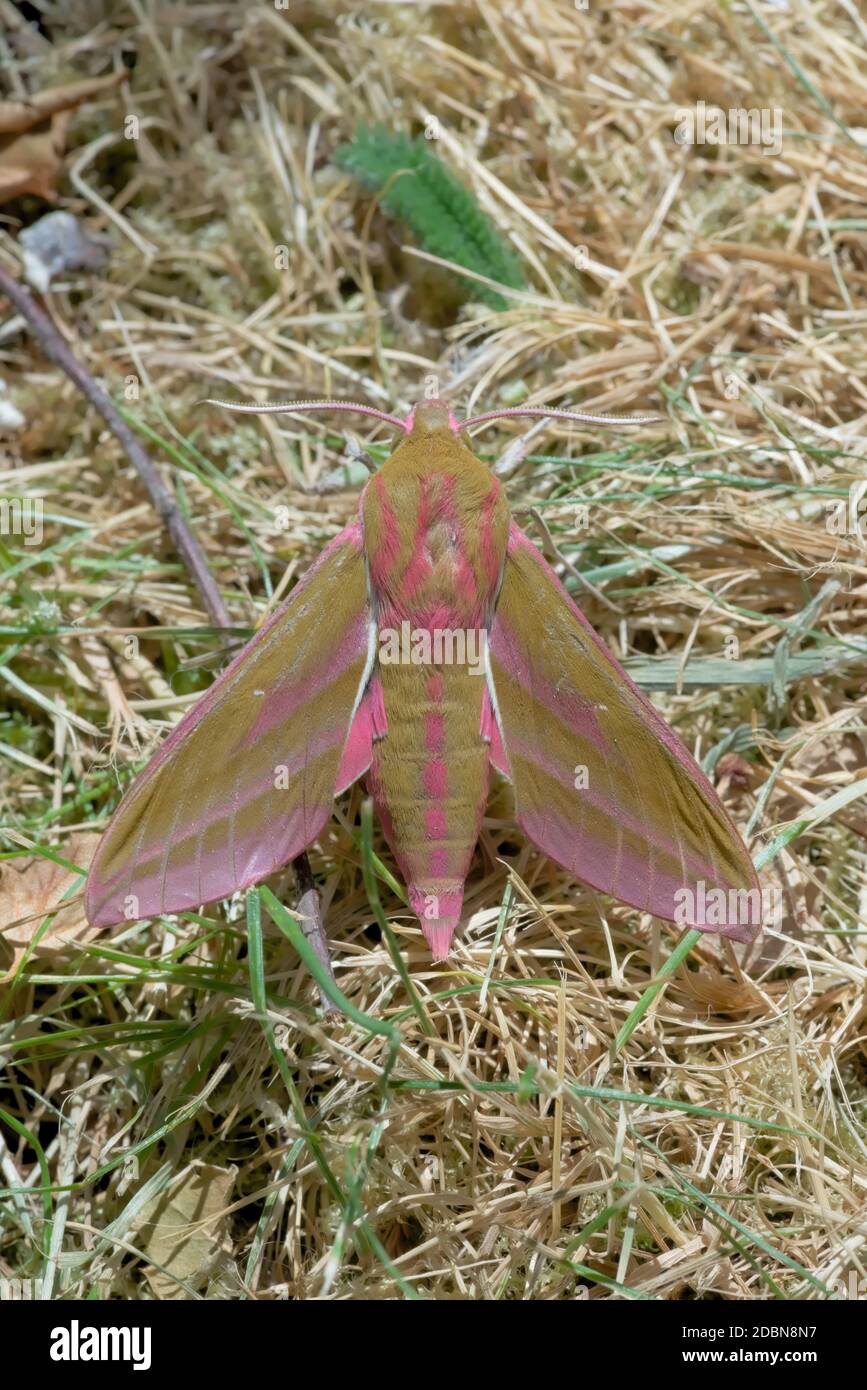 This photo taken of the back of a large elephant hawk moth shows the recognizable pink colors and patterning that makes this moth so distinctive. Stock Photo