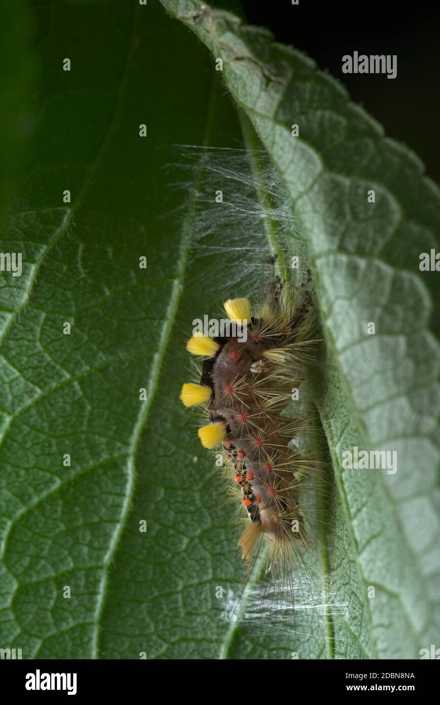On the underside of this leaf a vapourer caterpillar undertakes the initial stages of weaving a cocoon, with the aim to turn into a rusty tussock moth Stock Photo