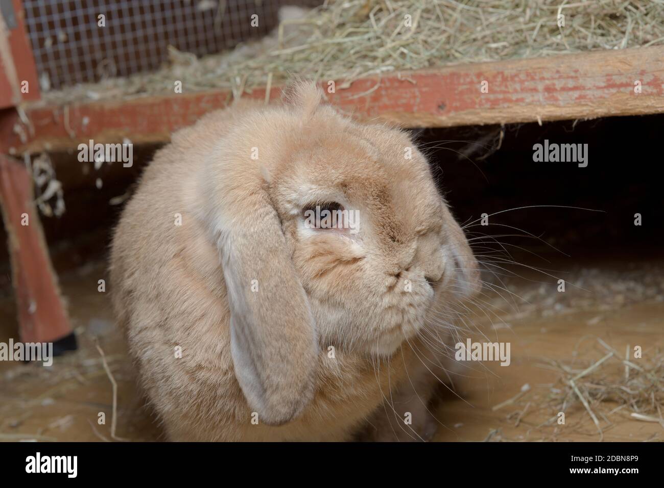 Mini lop hot sale hutch