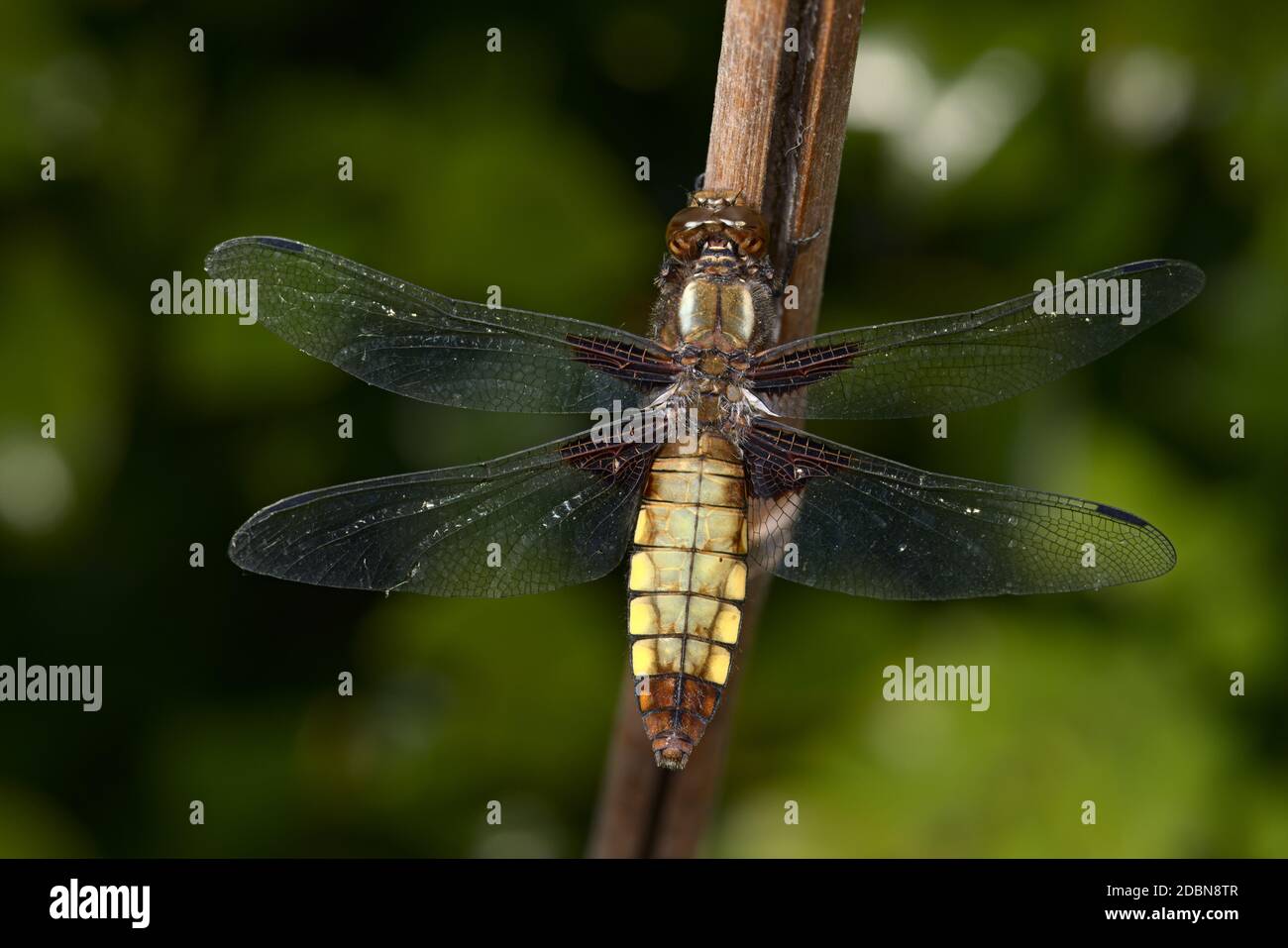 This close up macro image of a female broad bodied chaser dragonfly shows in detail the patterning of the brown colored body and wings. Stock Photo