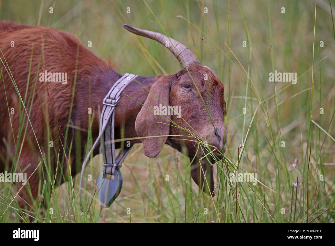 Willowbrown goat Capra aegagrus hircus Stock Photo