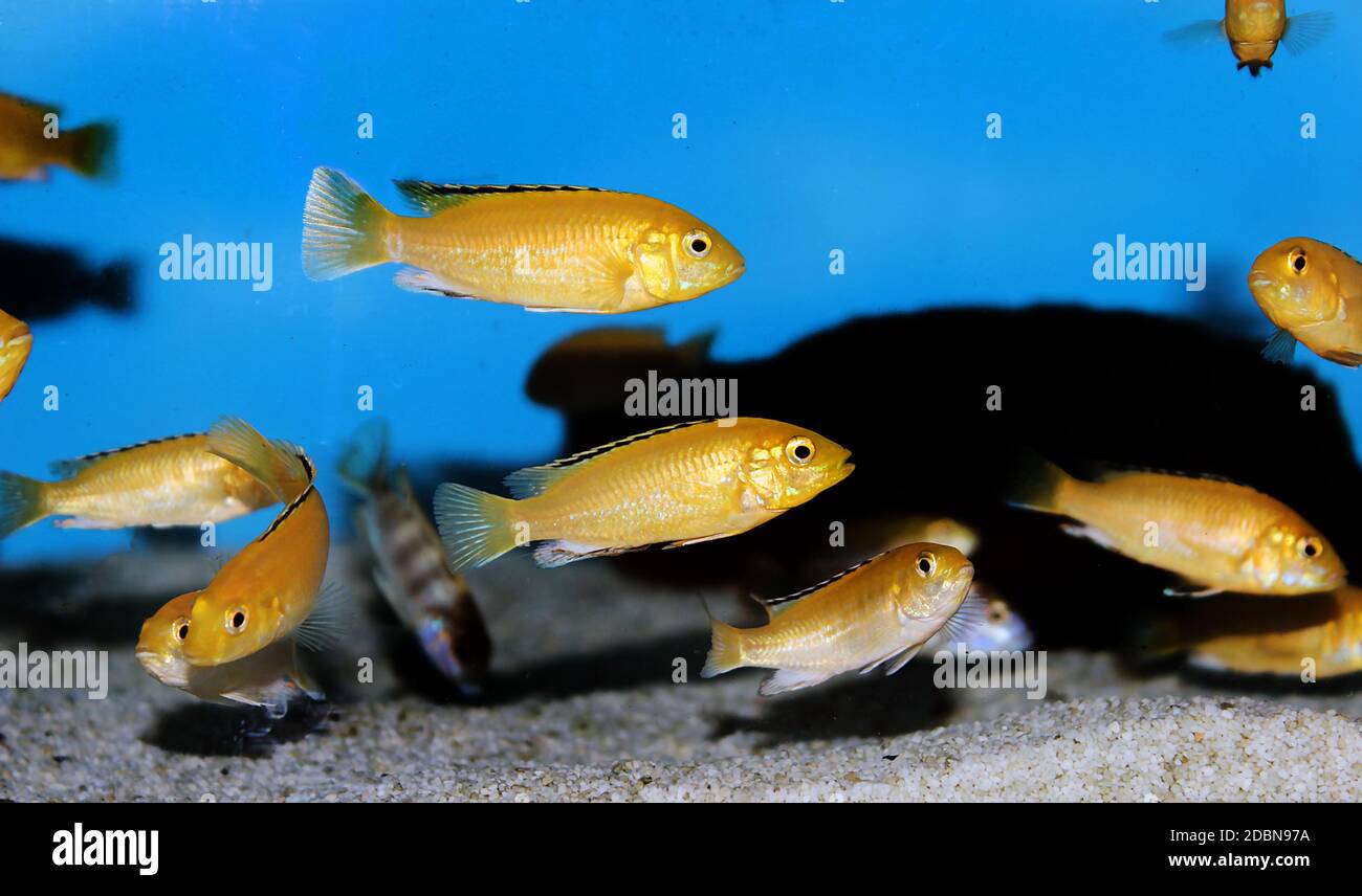 Electric Yellow Afican Cichlid - (Labidochromis caeruleus) Stock Photo