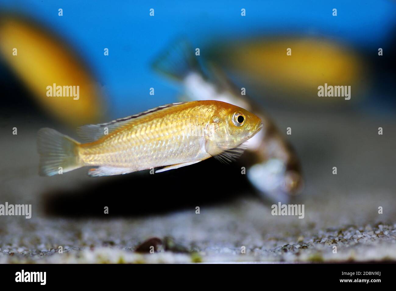 Electric Yellow Afican Cichlid - (Labidochromis caeruleus) Stock Photo