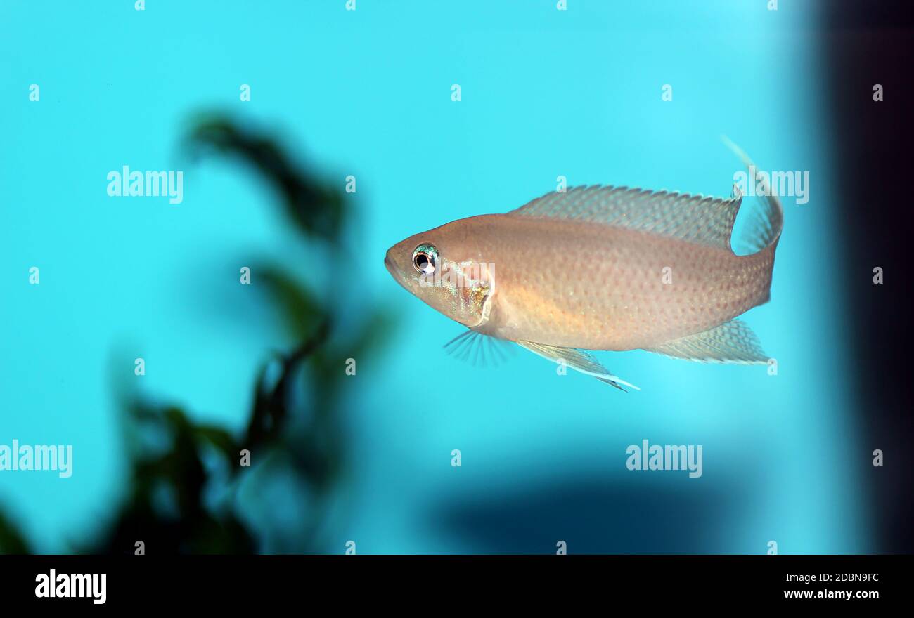 Brichardi Cichlid, African Tanganyika Princess fish - (Neolamprologus brichardi) Stock Photo