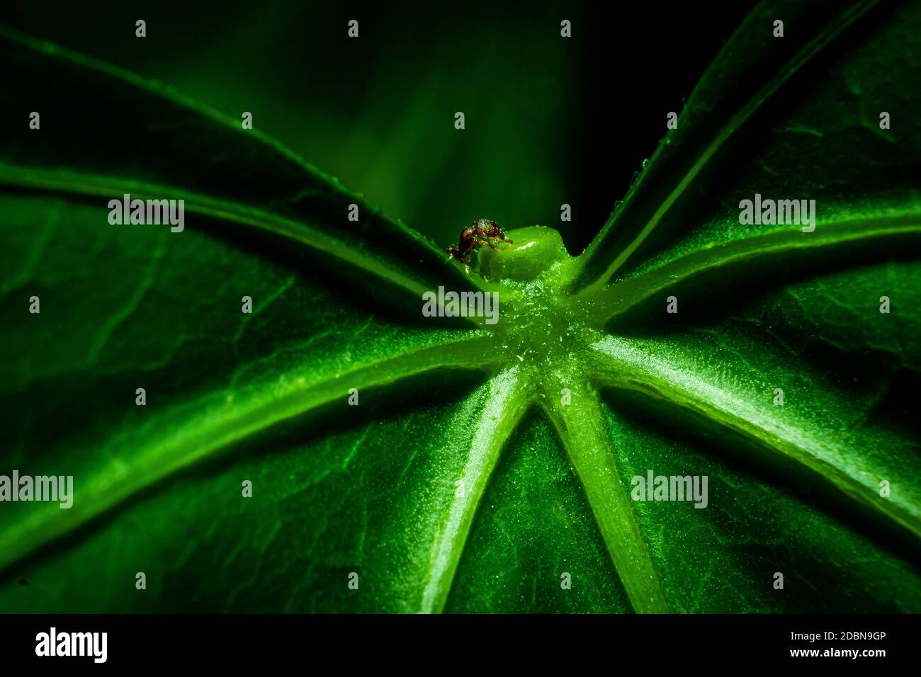 Abstract green leaf background for texture, macro Stock Photo - Alamy