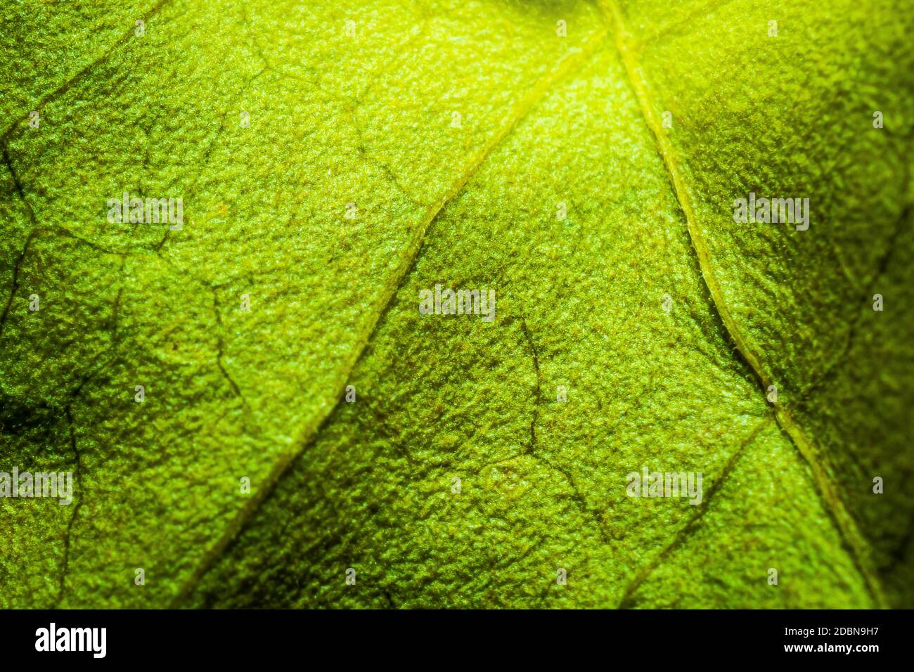 Abstract green leaf background for texture, macro Stock Photo - Alamy
