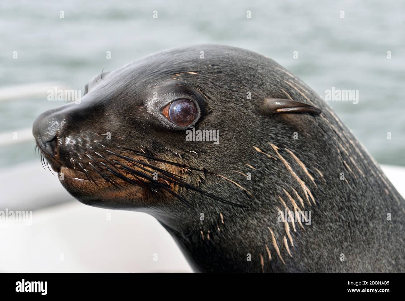 Seal at Walvis Bay, Namibia Stock Photo
