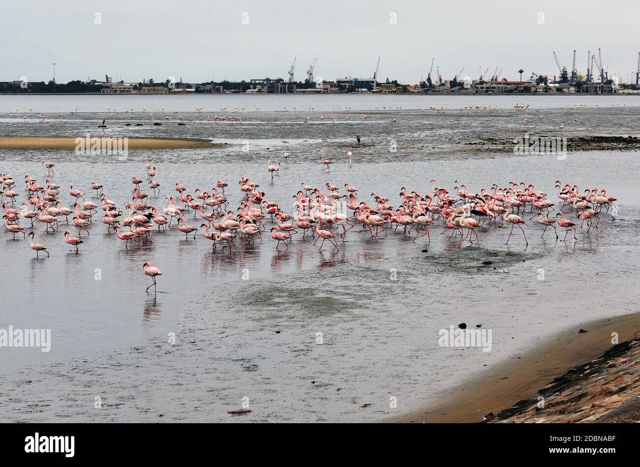 Pink flamingos in Walvis Bay, Namibia Stock Photo