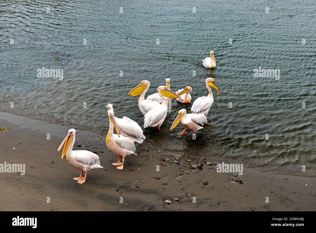 Pelicans Onocrotalus, Walvis Bay, Namibia Stock Photo