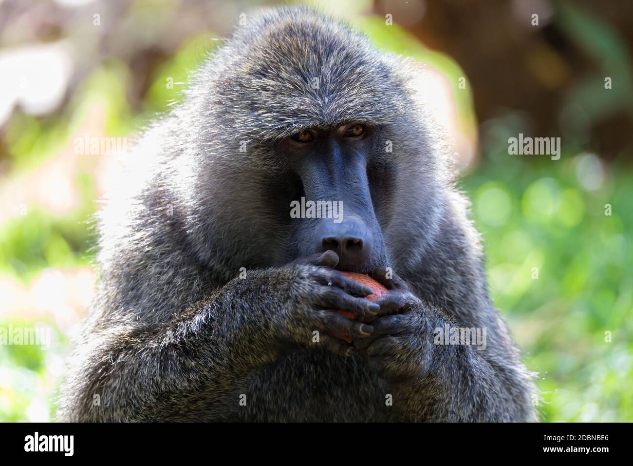 One baboon has found a fruit and eats it Stock Photo