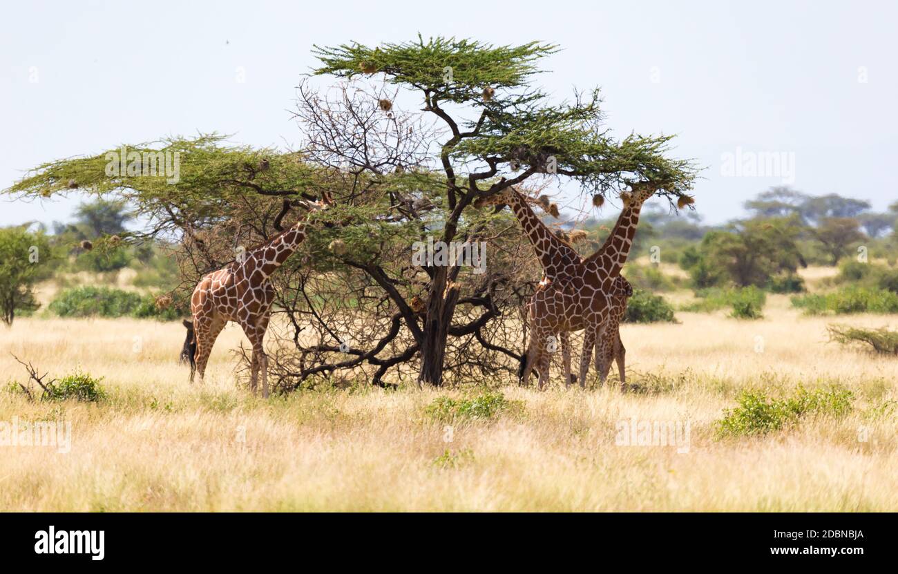 The giraffe group eats the leaves of the acacia trees Stock Photo