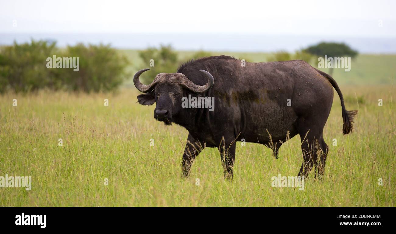One big buffalo stands on a path in the savannah Stock Photo
