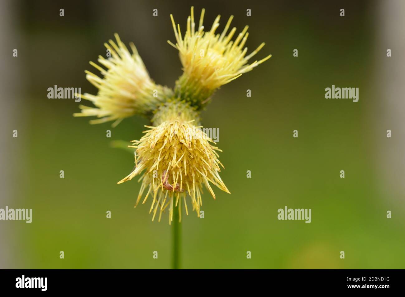 Cirsium erisithales, yellow melancholy thistle perennial herbaceous plant in bloom. Stock Photo
