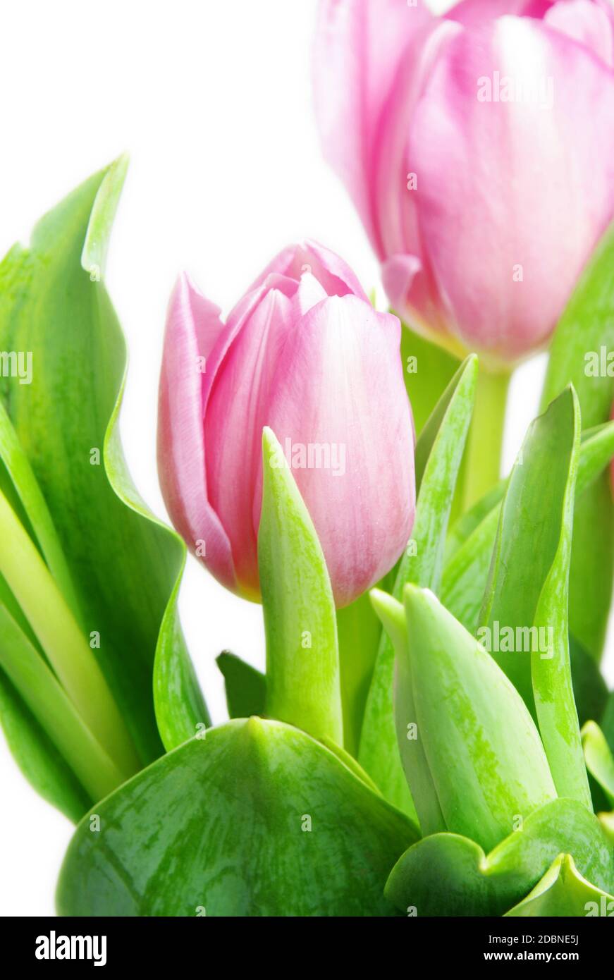 beautiful pink tulips on white background Stock Photo - Alamy