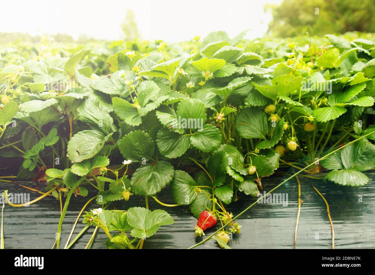 growing strawberries in the farm Stock Photo - Alamy
