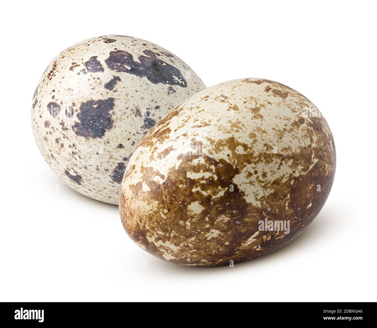 quail egg, isolated on white background, clipping path, full depth of field Stock Photo