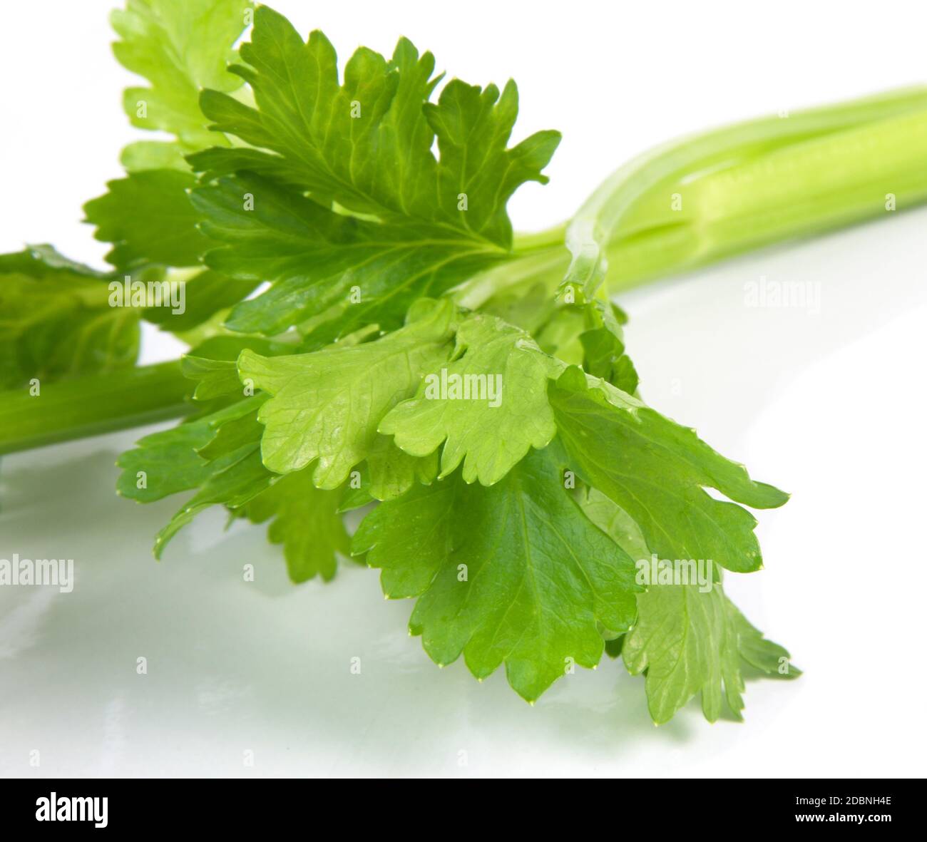 celery leaves closeup over white Stock Photo Alamy