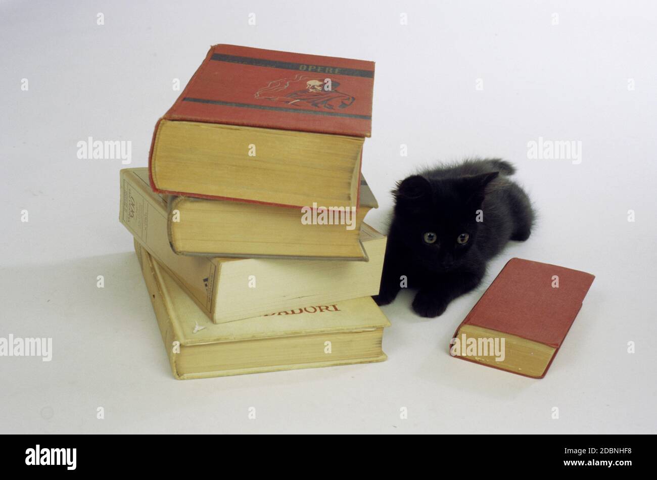 Black Cat and Books Stock Photo